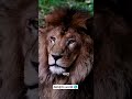 शेर और अर्जुन की अनोखी दोस्ती #शेर #अर्जुन #दया #सहानुभूति #कहानी #IndianFolktale #AbhijitsWorld 🌎
