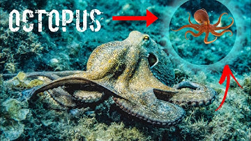 Octopus changes color and texture - Eilat / Octopuses 101 | Nat Geo Wild