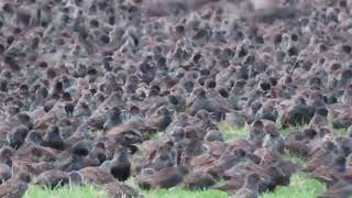 Starling roost Roughtor Bodmin, Cornwall UK 10 January 2020
