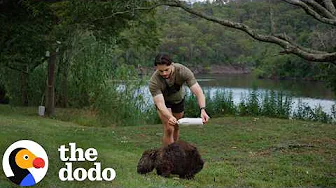 Guy Chases Down Wild Wombats To Save Their Lives | The Dodo