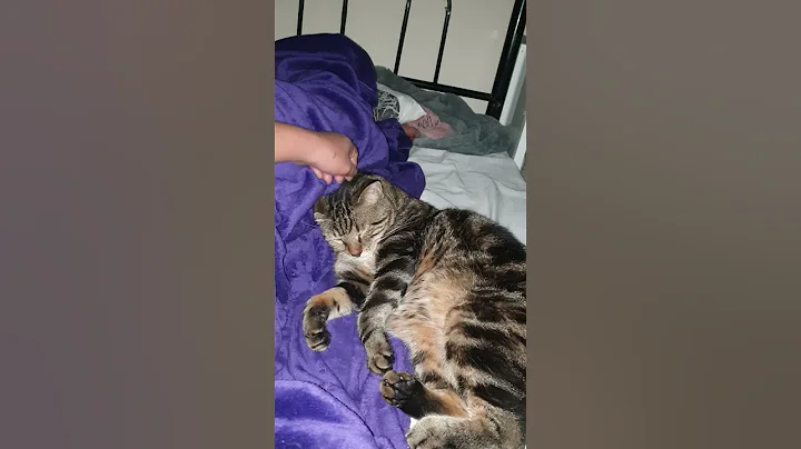 Watch the video about Bengal Tabby | SleepingTime with A Tabby Cat #cats #shorts