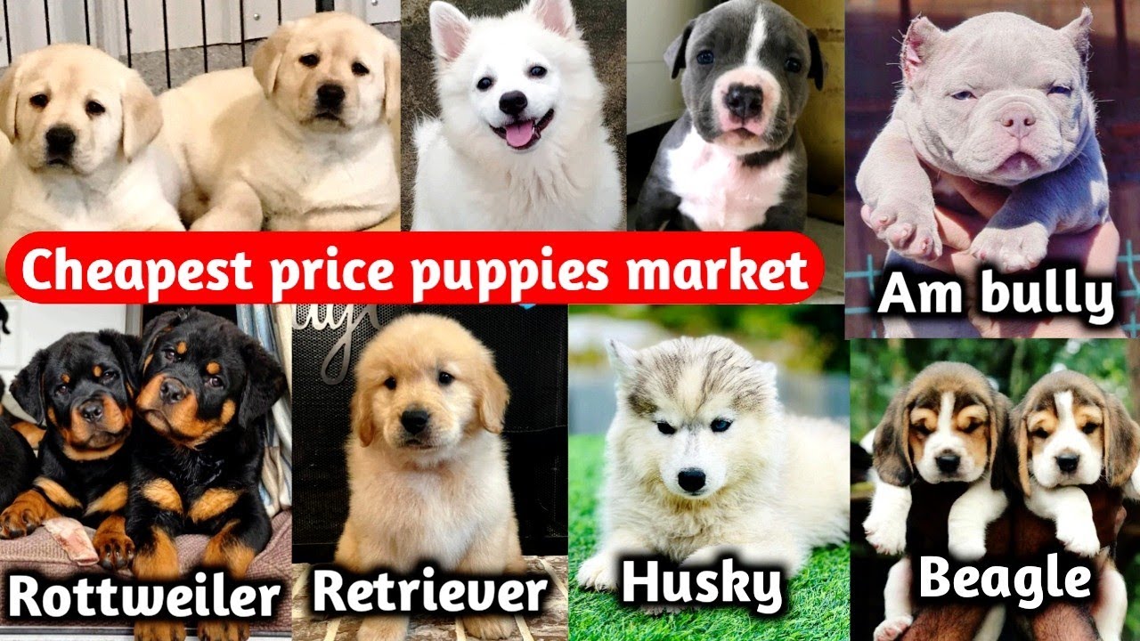 cheapest-dog-market-in-delhi-sunday-special-video-best-dog-shop-near