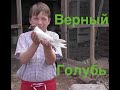 #Astrakhan #Pigeons Очень Верный Голубь!