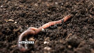 Why Earthworms Avoid Most Raised Beds and How to Reverse It Overnight