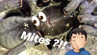 MITES on Thailand Black TARANTULA !!! ~ Another NIGHTMARE in the hobby.