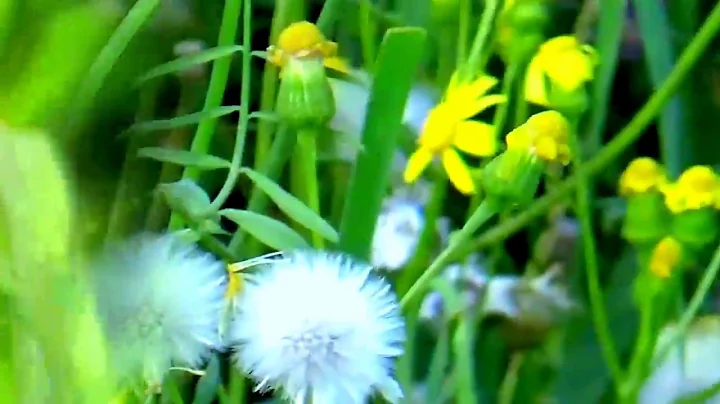 Mark Knopfler, Whoop De Doo