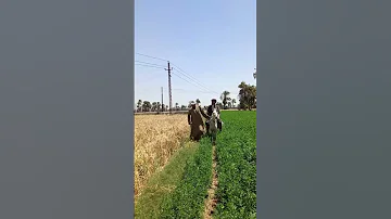 انظروا من اتي انه رجل البرية 
