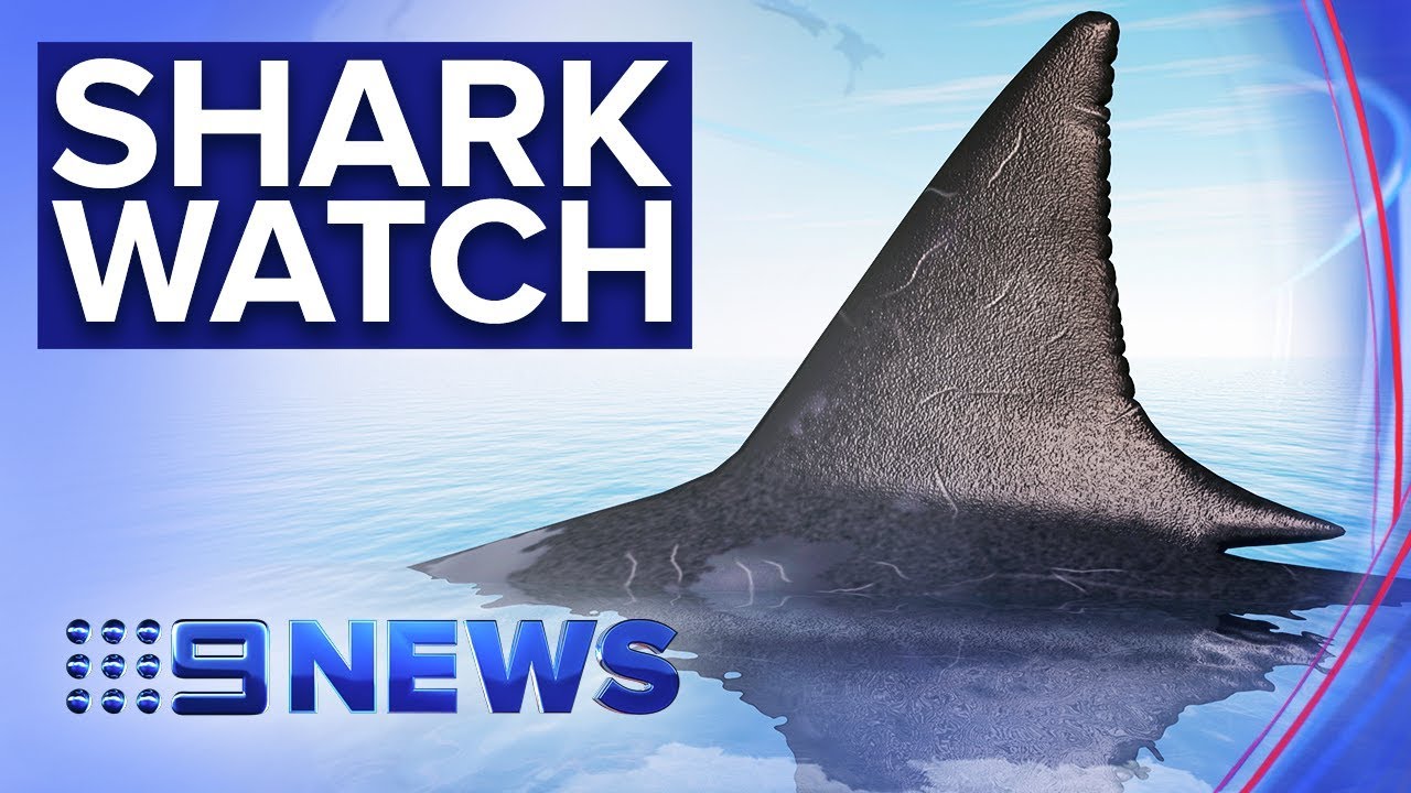 Record set in world’s largest shark tagging operation | Nine News Australia