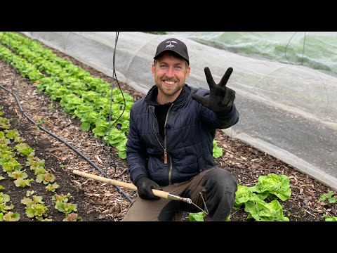 Video: Sådan helbredes junglerot: 14 trin (med billeder)