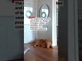 Dog brings toys to home intruder