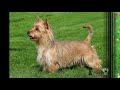 Australian Terrier | Perros de Raza の動画、YouTube動画。