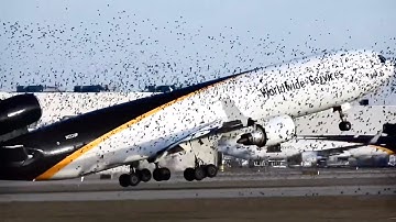 Plane Hits Birds On Takeoff