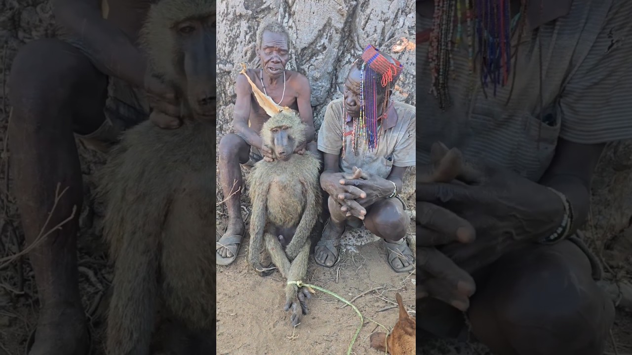 Bush baboon hunt with hadza people 