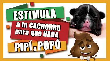 ¿Con qué frecuencia hacen caca los cachorros?