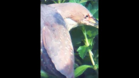 Cò lửa - cò rán 2