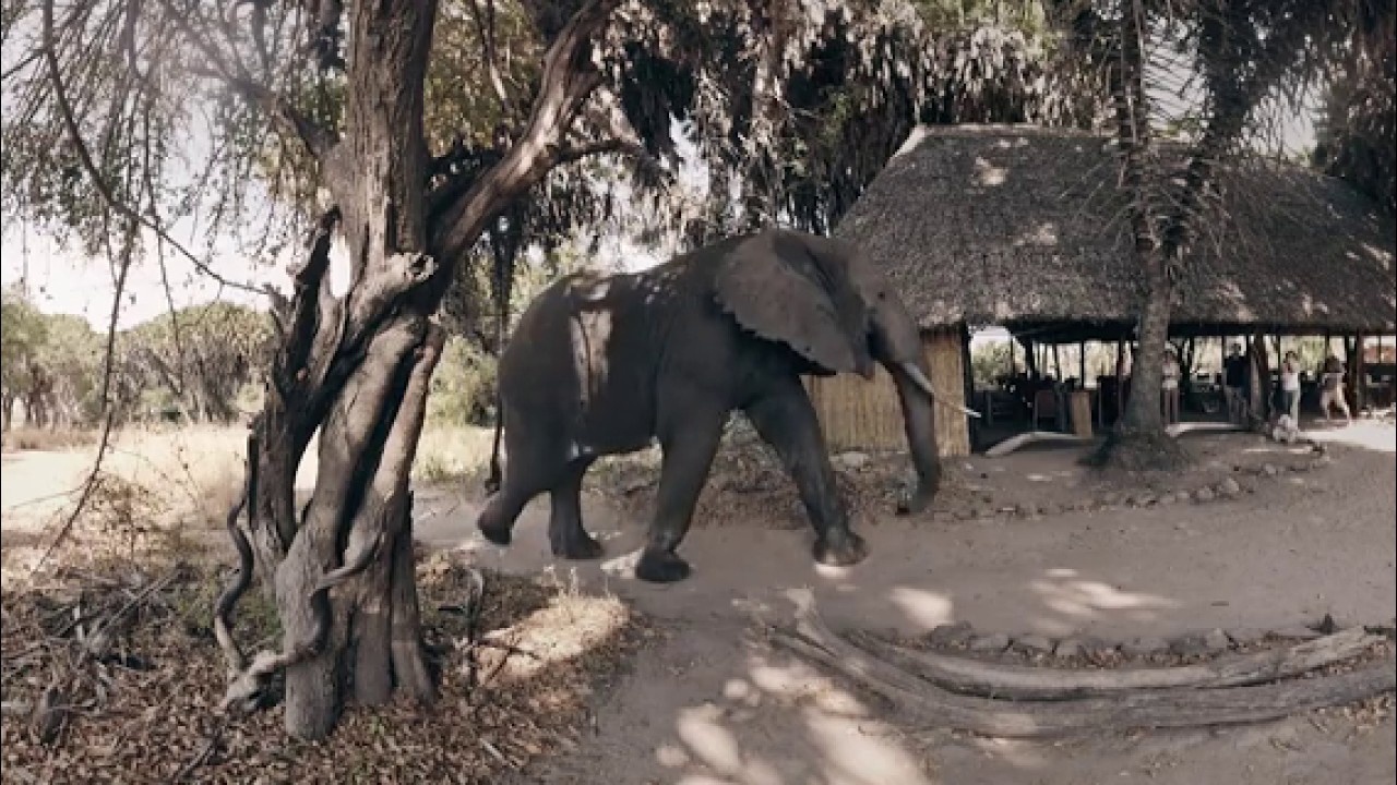 selous fly in safari fti