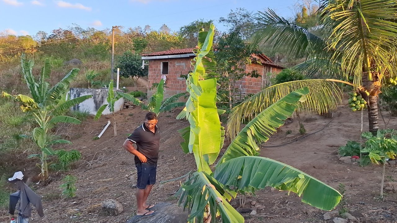 Um sitio incrível no meio da caatinga paraibana cheio de frutas em plena a seca 