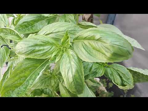 Lettuce leaf basil - grow, care & eat (For salads)
