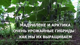 Выращивание Огурцов Мадрилене и Арктика//Как формировать огурцы в теплице