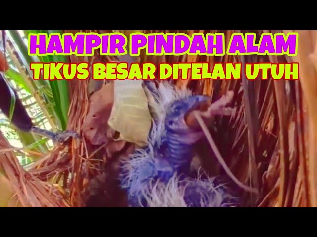 ANAK BURUNG RAKUS INI NEKAT MENELAN MAKANAN BESAR ,HAMPIR PINDAH ALAM class=