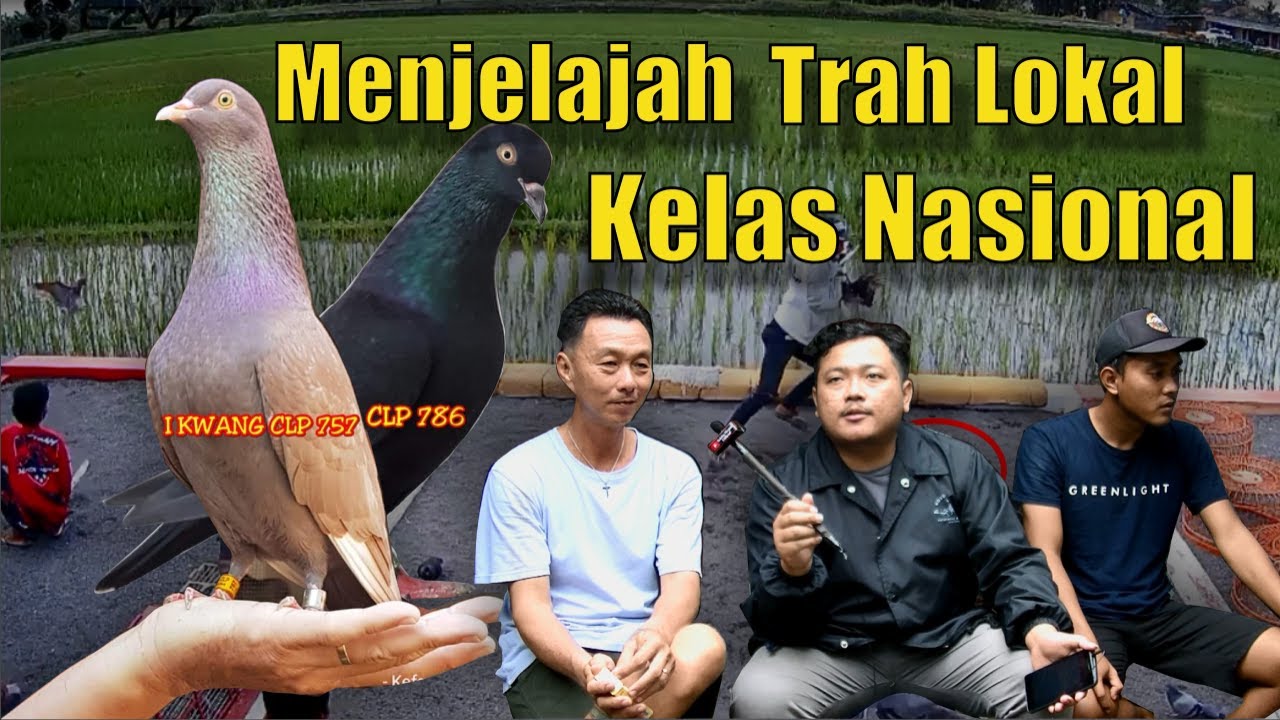 Merpati Lokal Kelas Nasional || I KWANG CLP || Superbreed Walet HR1