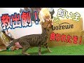 ダンボールに飼い主が閉じ込めれたら猫たちの必死の救助が始まったwww