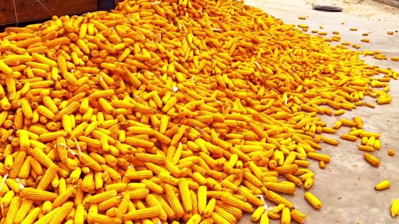 Selling Our Corn at Local Silo 