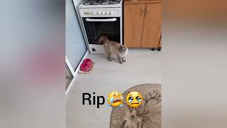 Rip Pufi