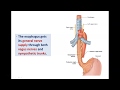 Anatomy of the Esophagus - Dr. Ahmed Farid