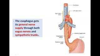 Anatomy of the Esophagus - Dr. Ahmed Farid