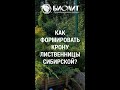 Как формировать крону лиственницы сибирской?