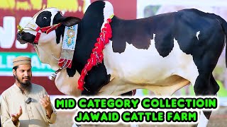 Mid Category Collection of Jawaid Cattle Farm for Bakra Eid 2024 | Cattle Market Karachi