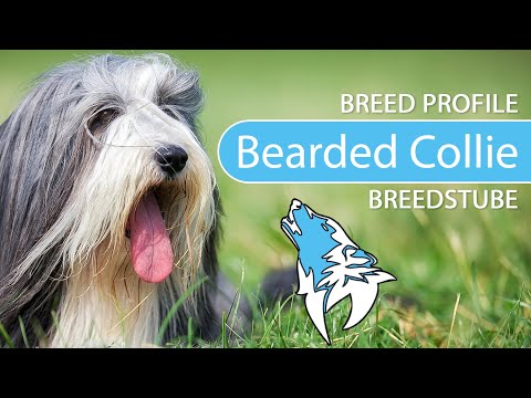 Video: Bearded Collie Dog Breed Hypoallergenic, Health And Life Span