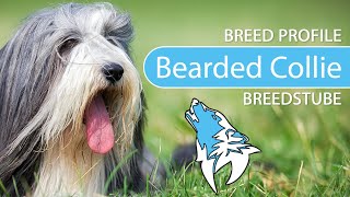 ► Bearded Collie Breed [2020] Temperament & Training