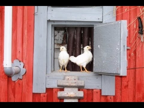 Самая простая выпойка для цыплят.