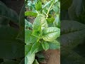 How To Grow Spinach At Home-Full Information With Updates