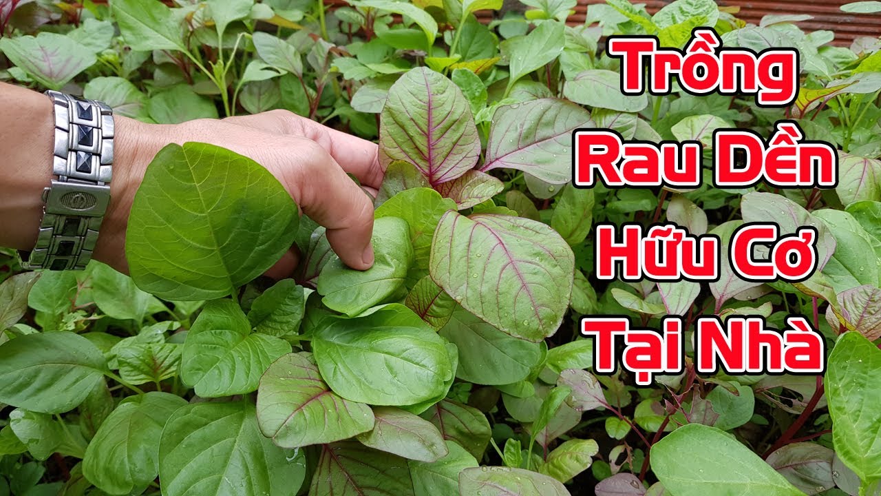 Cách trồng rau dền hữu cơ tại nhà - youtube