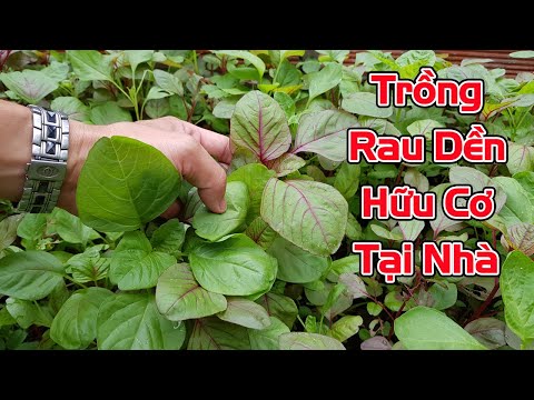 Video: Trồng Rau Dền: Cách Trồng Cây Rau Dền