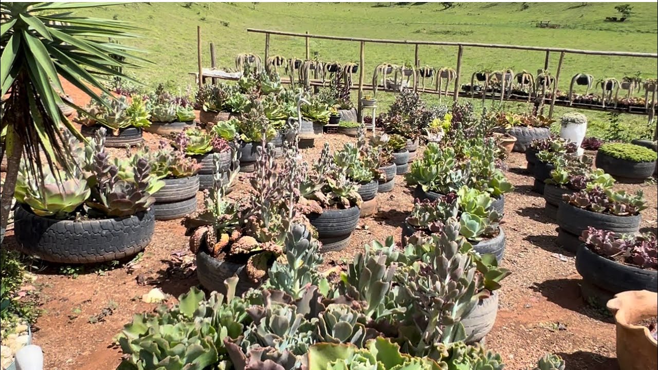Como estar minhas plantas pôs chuvas