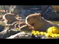 Capybara Enjoy Hot Spring at Izu Shaboten Zoo