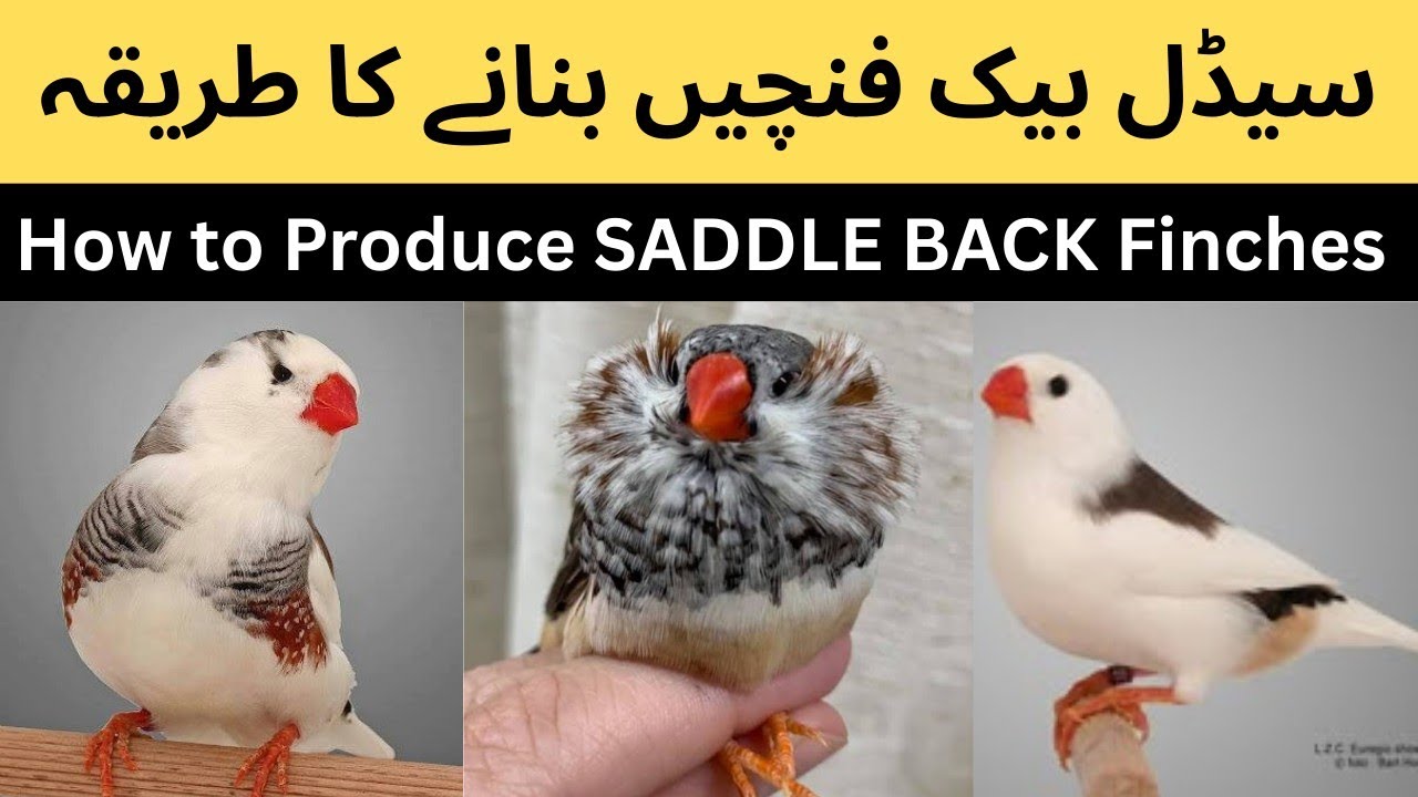 How to Produce SADDLE BACK finches