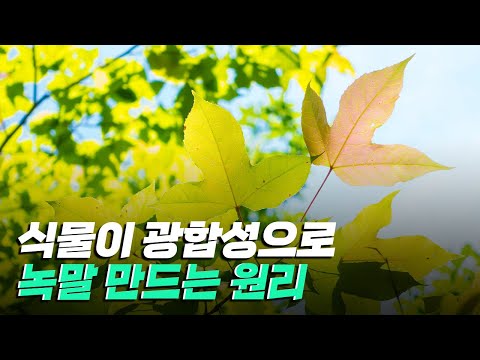 [핫클립] 식물이 <strong>광합성으로</strong> 어떻게 녹말을 만들어낼까? / YTN 사이언스