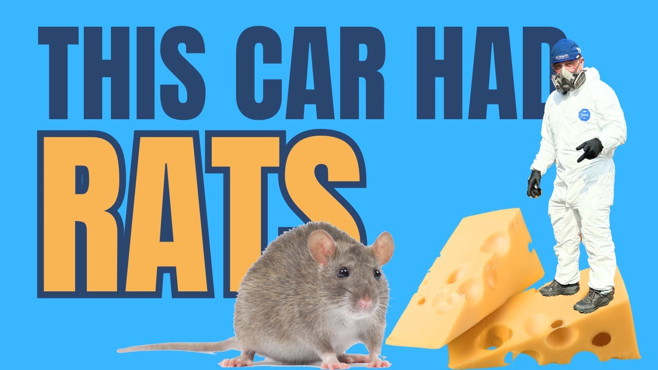 Cleaning out a mouse infested car! YouTube