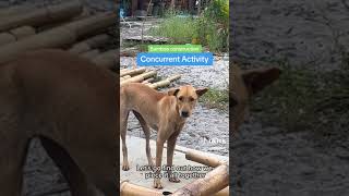Concurrent Activity : Bamboo Construction