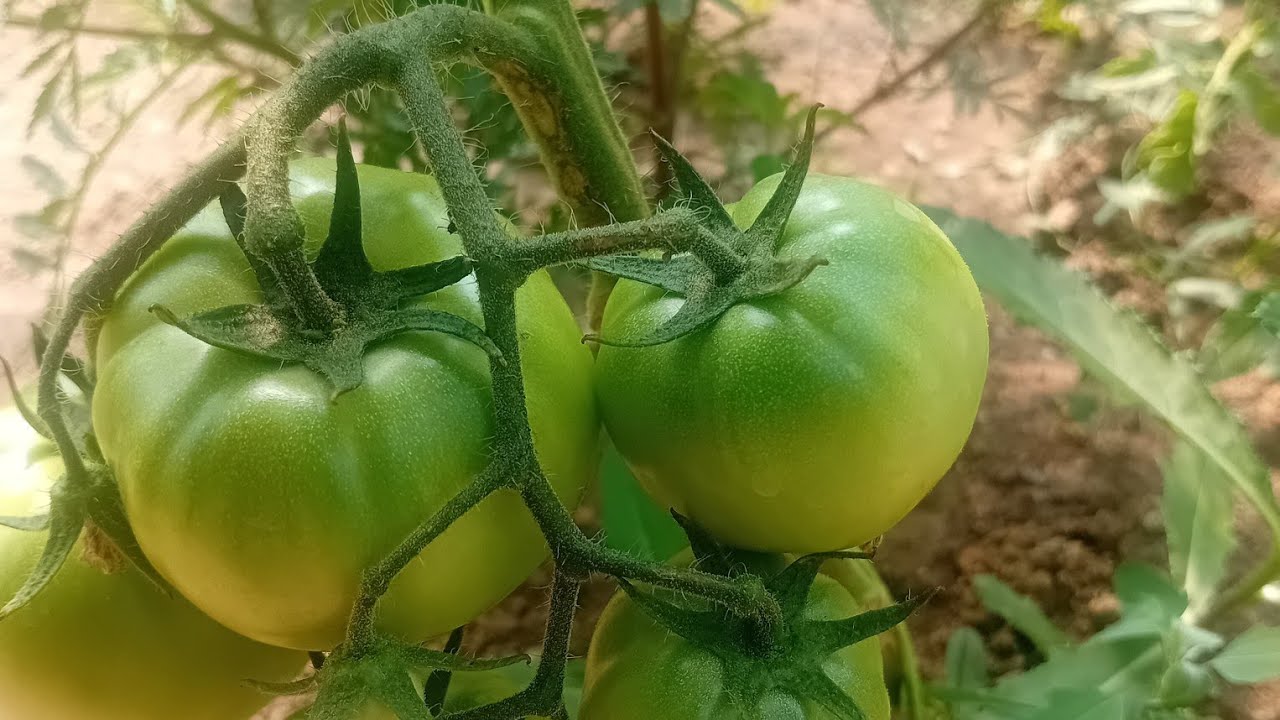 POGLEDAJTE MOJE POVRCE U PLASTENIKU I VRTU 🫑🌶🥒🥕🥔🥬🧄🧅🫛/ Prosetajte jutros samnom oko moje kuce 😉 #vrt