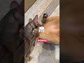 Unleash the Drought with Abyssinian Purr Power
