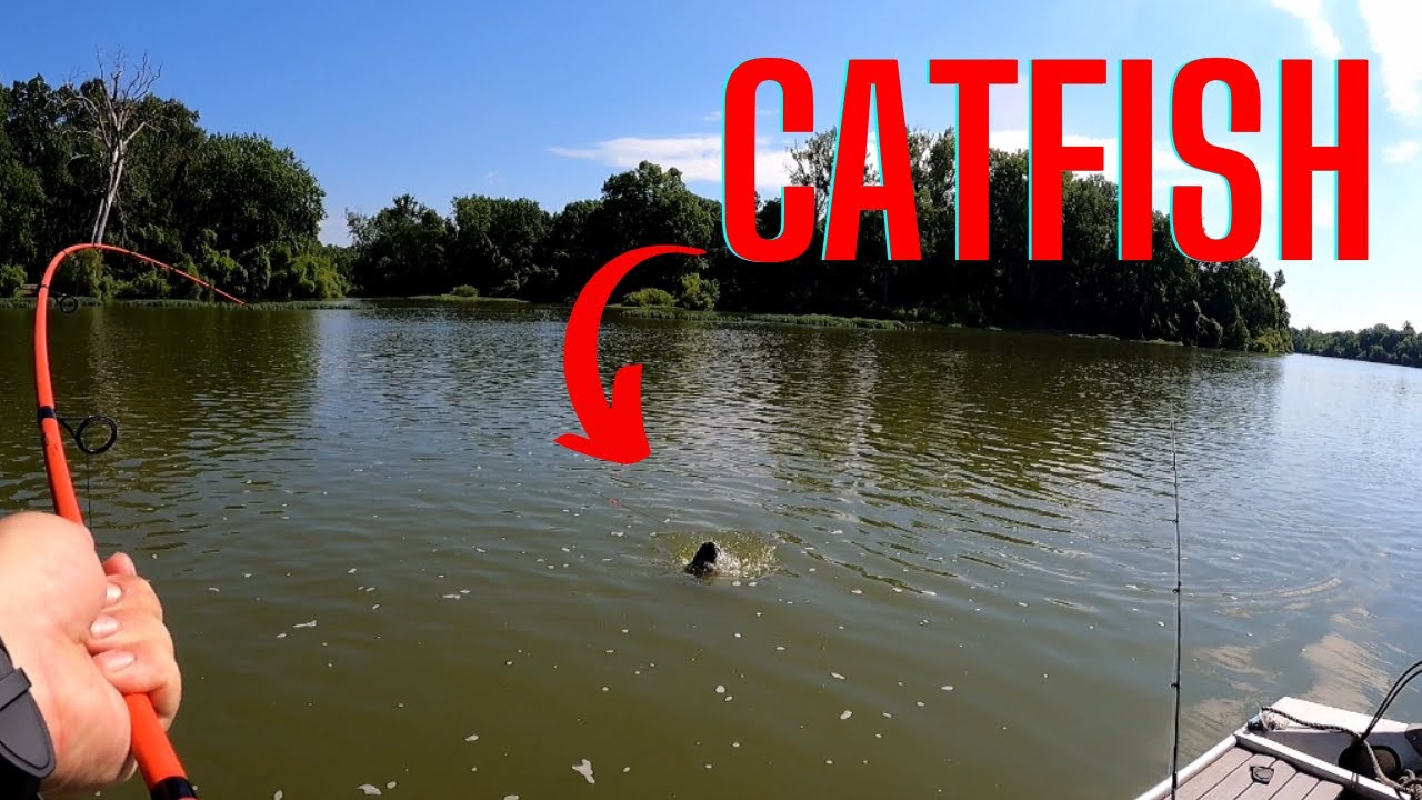 Another Great Day of Catfishing Maumee River YouTube
