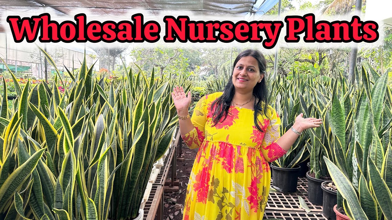 Best nursery in bangalore for plants | Indoor & Outdoor plant Nursery Tour