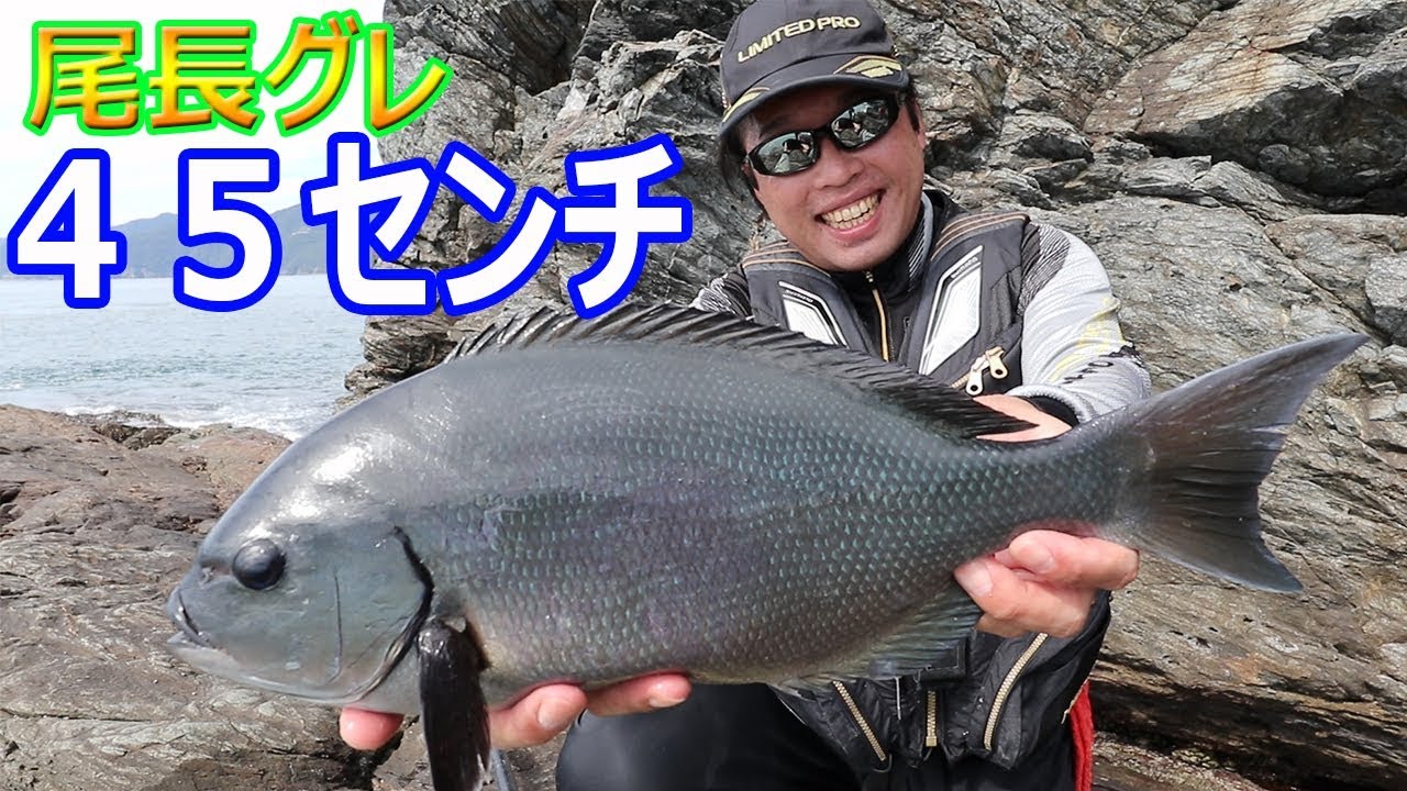 尾長グレの料理をしてみました メジナの炙りとお刺身 Youtube