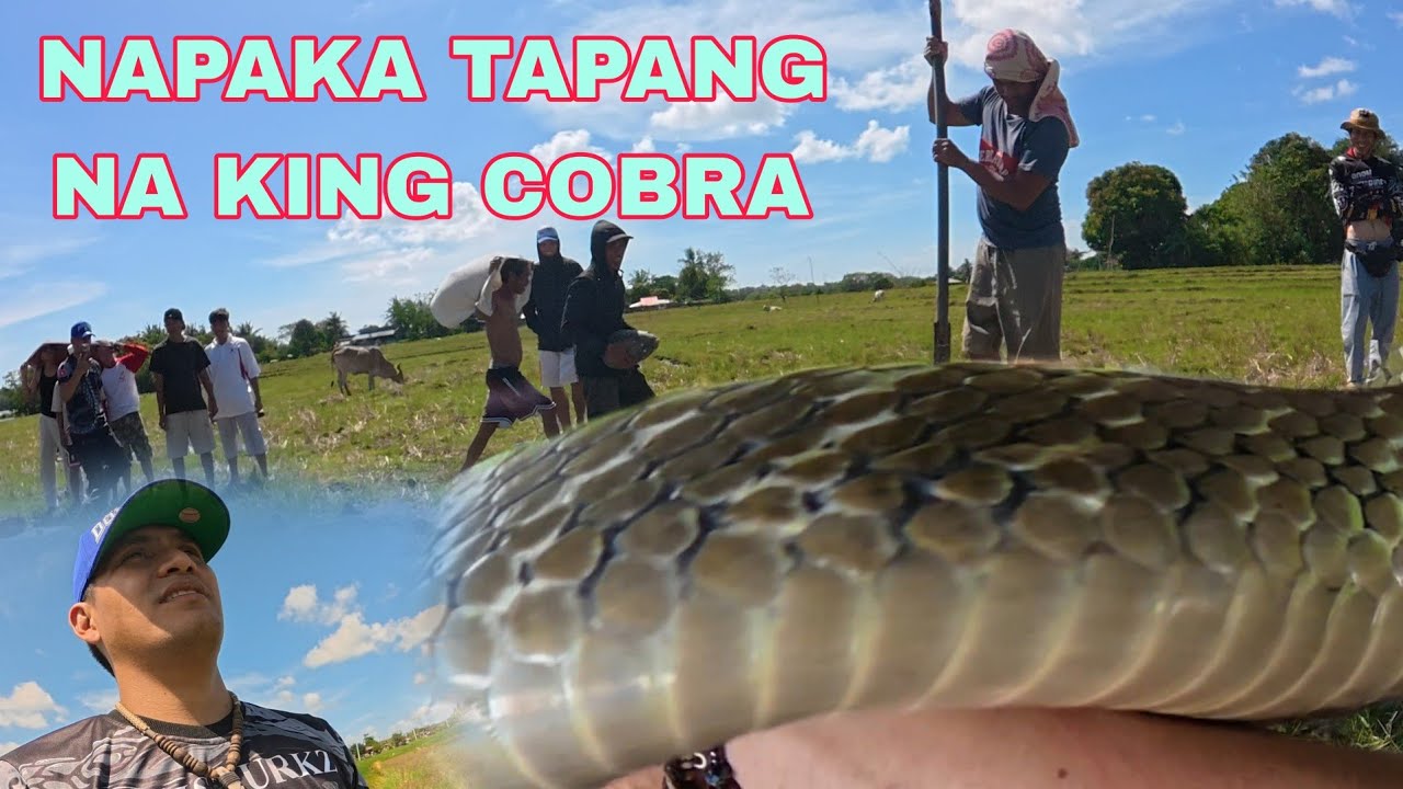 KING COBRANG DI MAG KASYA SA LALAGYAN,GIBAIN ANG LUNGGA NG KING COBRA SA DAAN#cobraprince #tolcobra